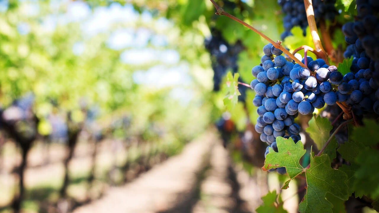 Video of our Vineyard